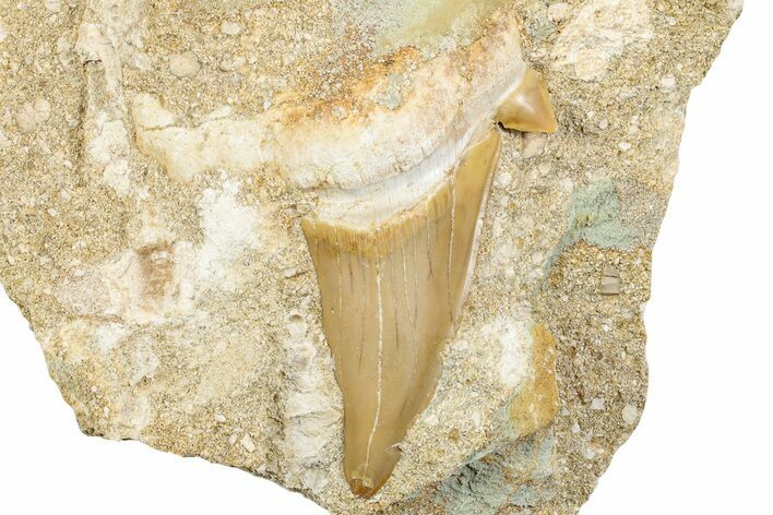 Otodus Shark Tooth Fossil in Rock - Morocco #273643